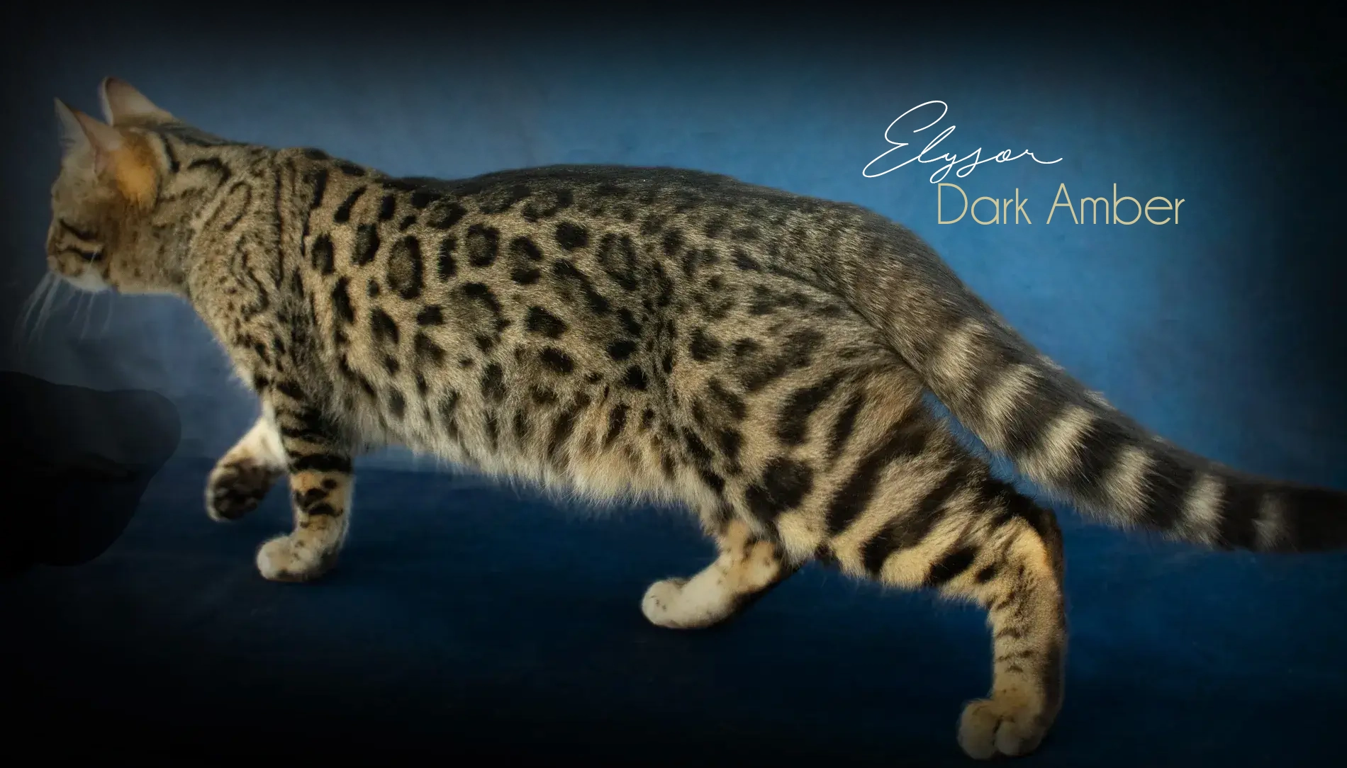 Chats Bengal